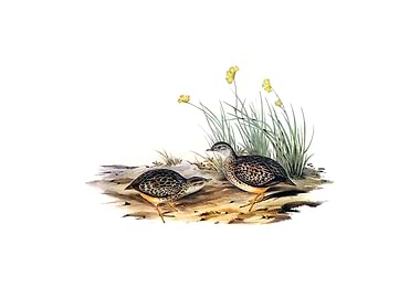 Sparkling Hemipode Bird