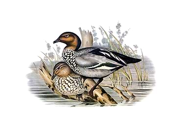 Vintage Maned Goose Bird