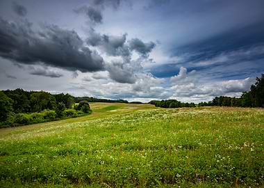 Meadow with pink flowers