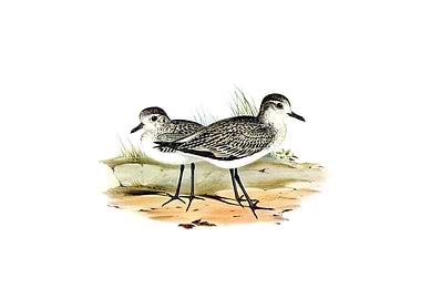 Vintage Grey Plover Bird