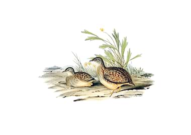 Hemipode Buttonquail Bird