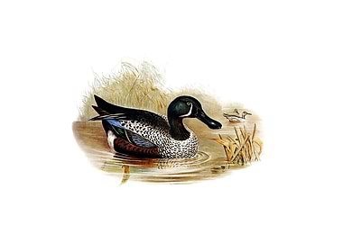 Variegated Shoveller Bird