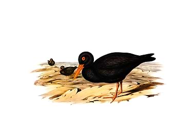 Sooty Oyster Catcher Bird