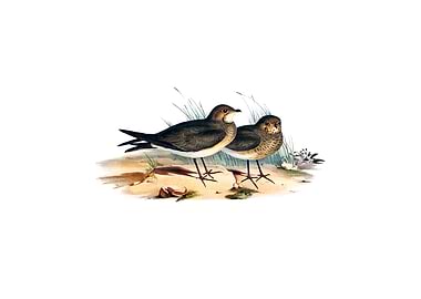 Oriental Pratincole Bird