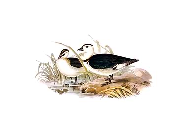 Vintage Pygmy Goose Bird