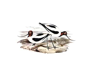 Red Necked Avocet Bird