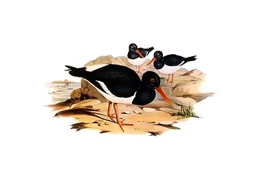 White Oyster Catcher