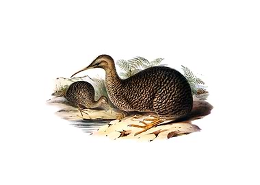 Spotted Or Gray Kiwi Bird