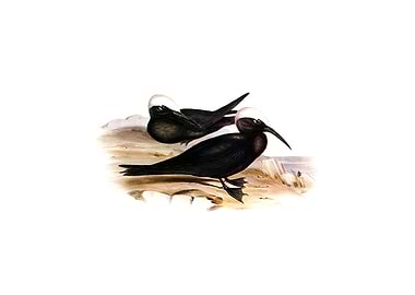 White Capped Tern Bird