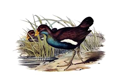 Tasmanian Nativehen Bird