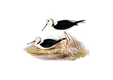 White Headed Stilt Bird