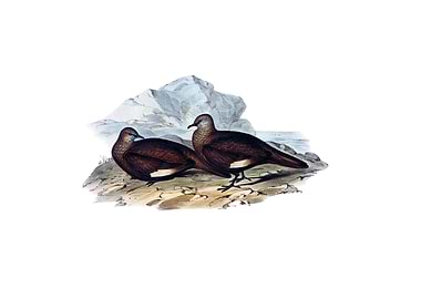 White Quilled Rock Dove