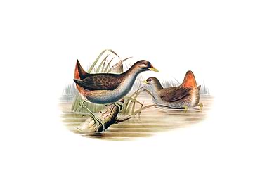 Rufous Vented Gallinule