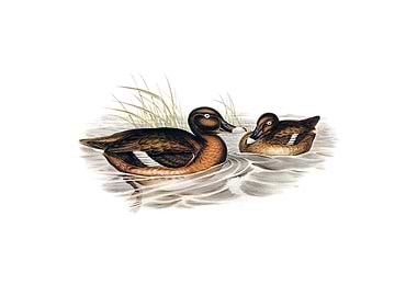 White Eyed Duck Bird