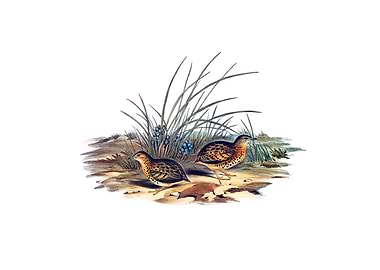 Black Backed Hemipode Bird