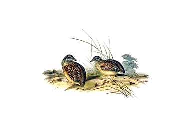 Chestnut Back Buttonquail