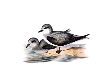 Soft Plumaged Petrel Bird