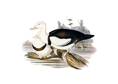 Radjah Shieldrake Bird