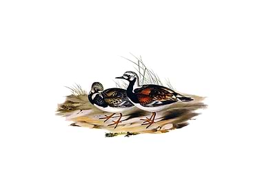 Vintage Turnstone Bird