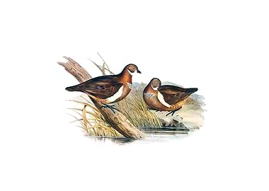 Partridge Bronze Wing