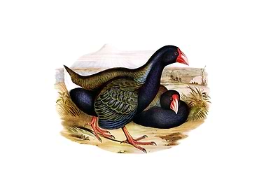 Notornis Takahe Bird