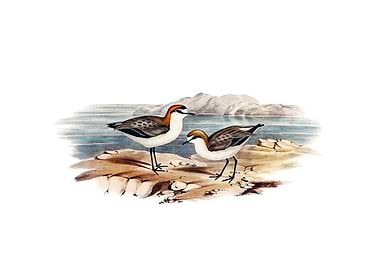 Red Capped Plover Bird