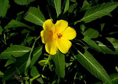 Yellow flower