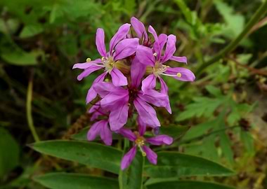 Flower in the meadow