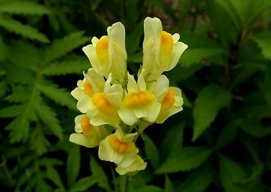 Antirrhinum
