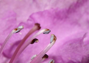 Rhododendron blossoming