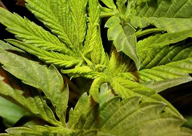 Cannabis flower background