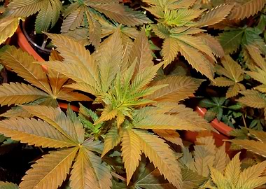 Cannabis indica background