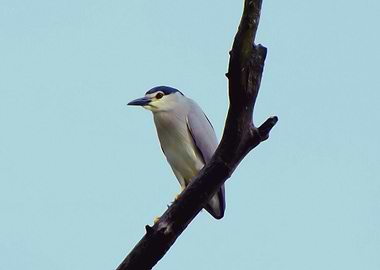 Night heron