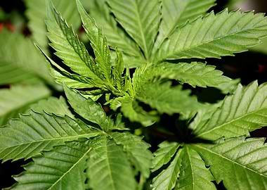 Cannabis indica background