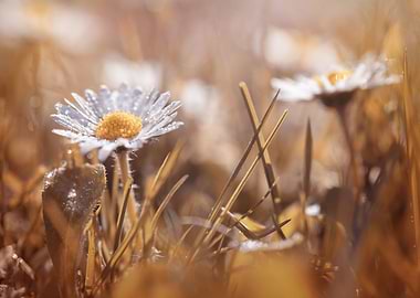 White flower, spring daisy