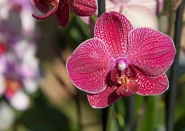 orchid in the garden