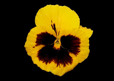 Pansy flower violaceae
