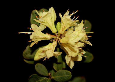 Rhododendron flower macro