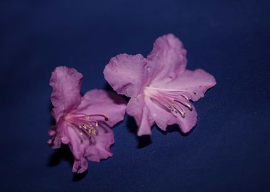 Rhododendron flower macro