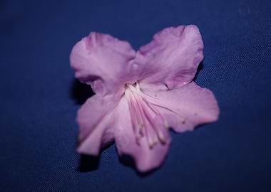 Rhododendron flower macro