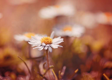 White flower, spring daisy