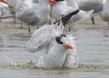Royal Tern bathing