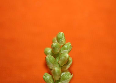 Prunus lusitanica fruits