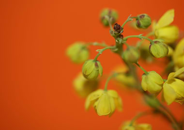 Berberis aquifolium macro