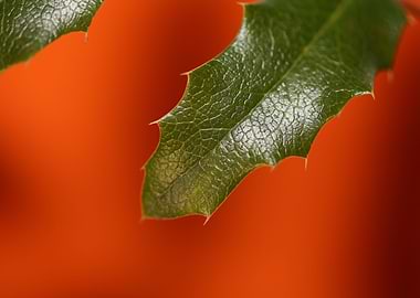 Berberis aquifolium flower