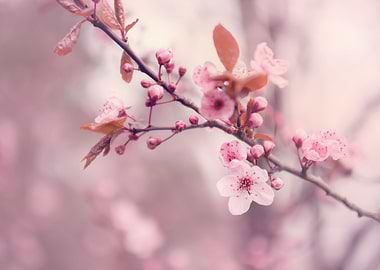 Pink cherry blossom flower