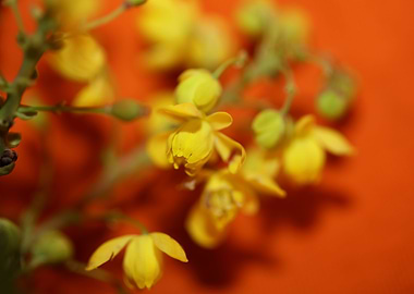 Berberis aquifolium flower