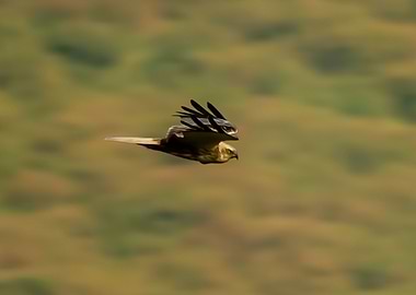 Flying harrier