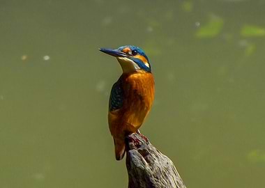 Kingfisher