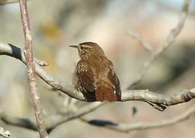 Eurasian wren